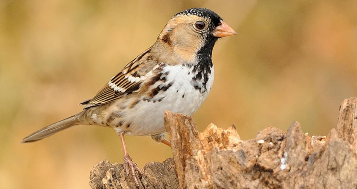 Go Bird Watching