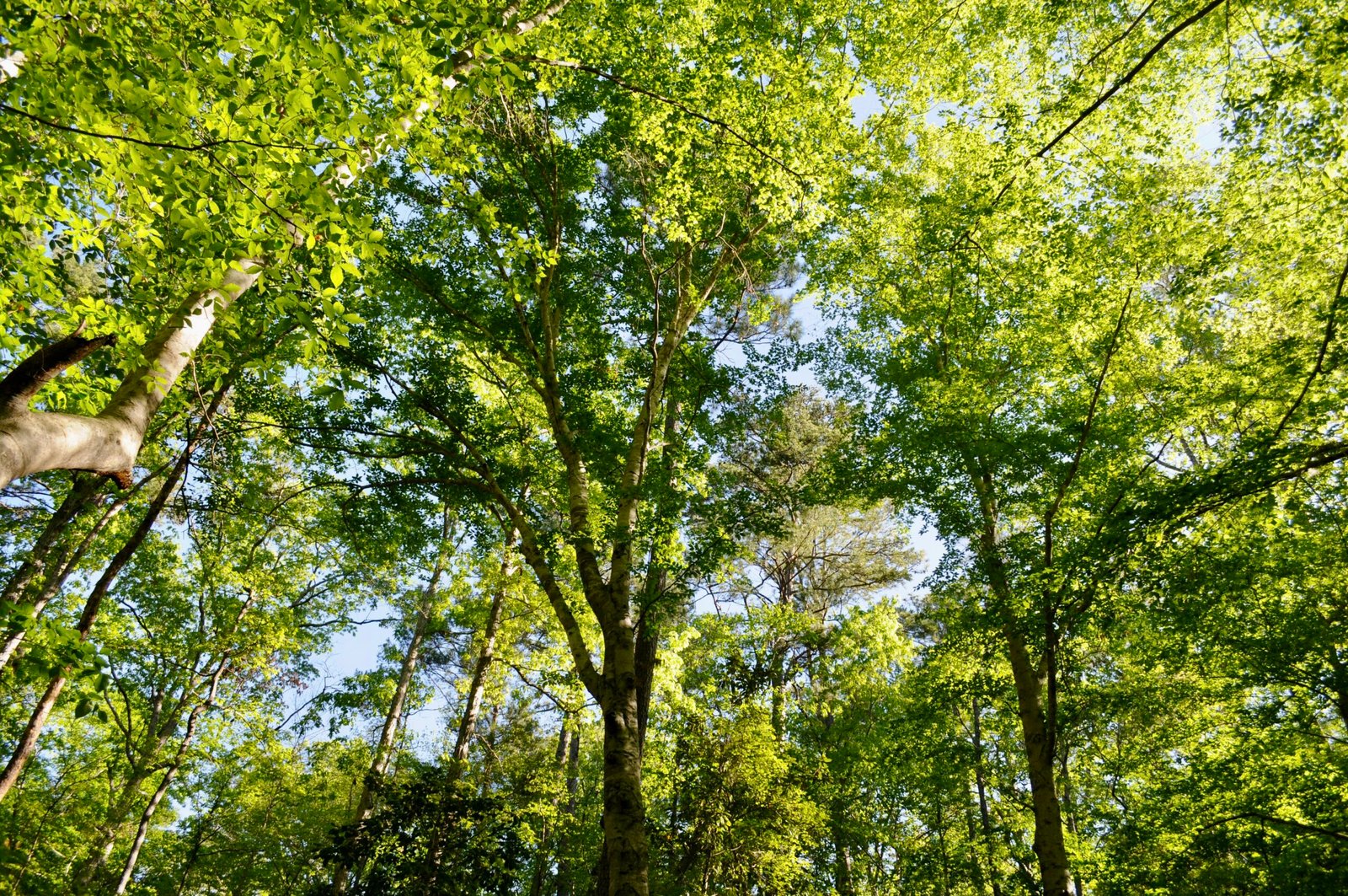 Hike in Sabine National Forest